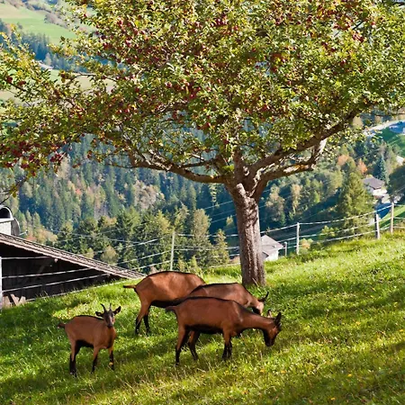 غاستهوف هاندل فندق 3*